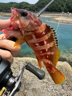 アカハタの釣果
