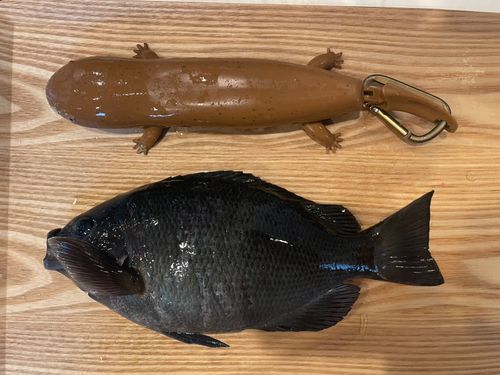 グレの釣果