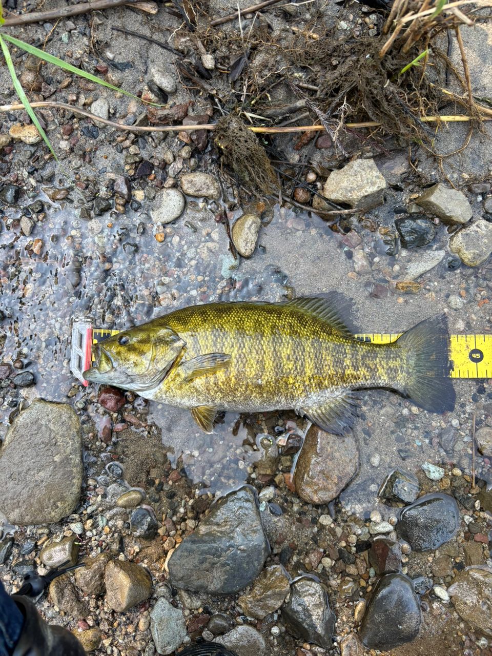 スモールマウスバス