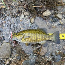 スモールマウスバス