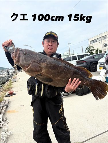 クエの釣果