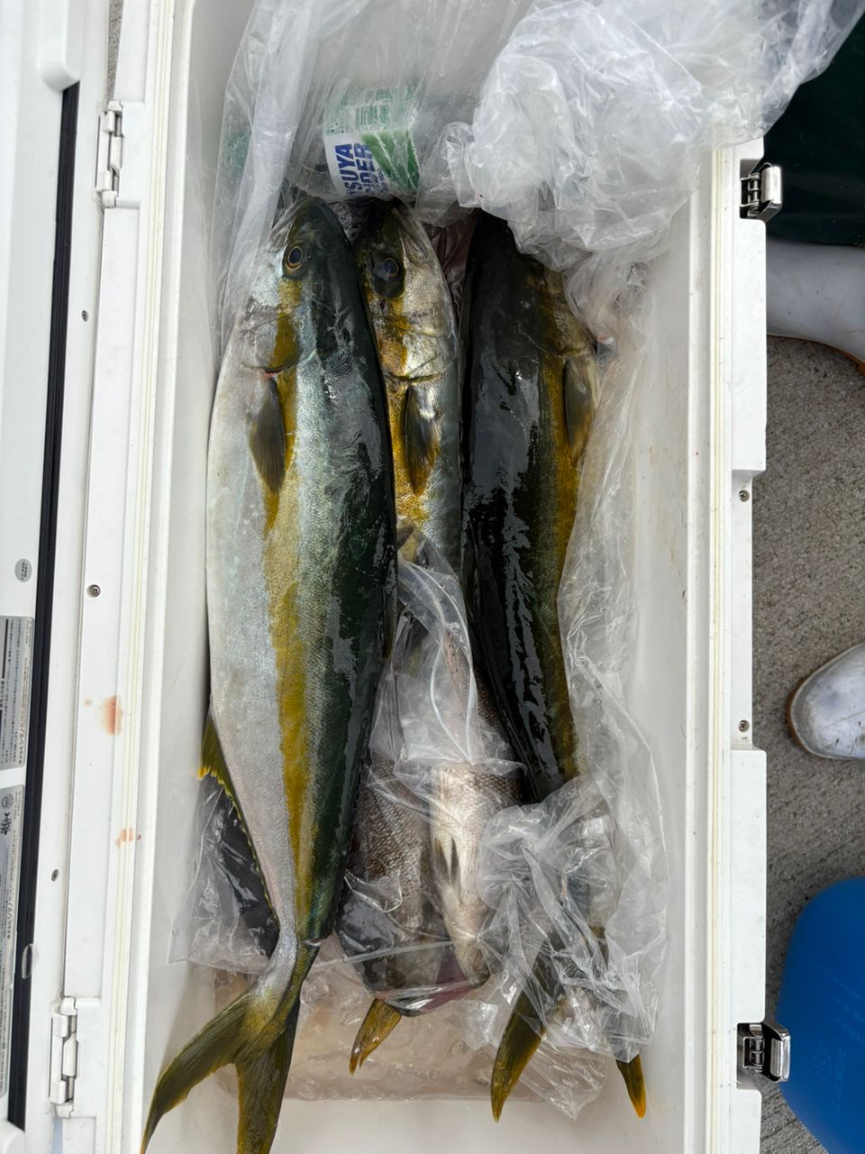 中村憲一@アクアシャインさんの釣果 2枚目の画像