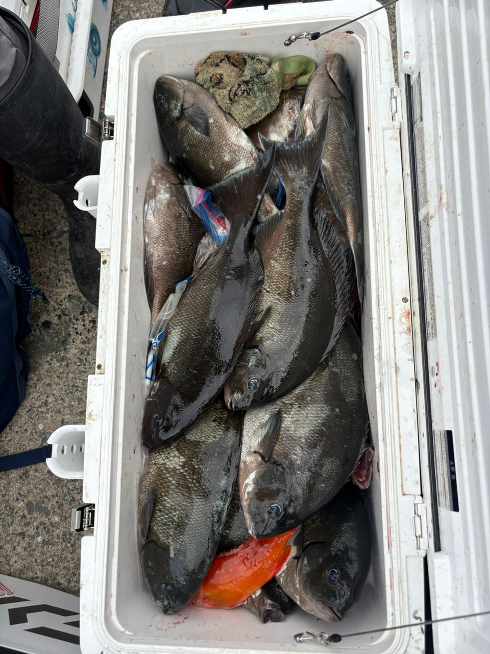 中村憲一@アクアシャインさんの釣果 3枚目の画像