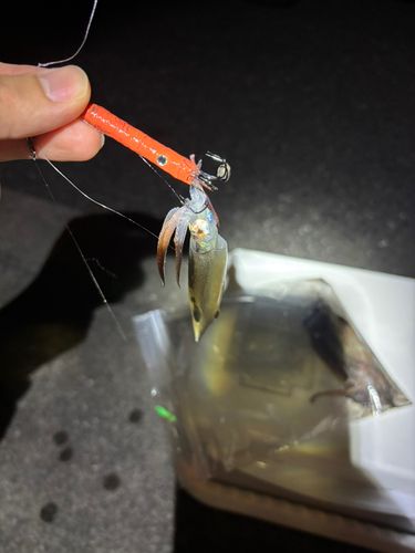 スルメイカの釣果