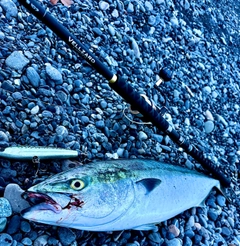 ブリの釣果