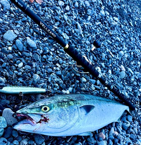 ブリの釣果