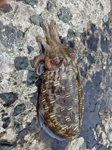 モンゴウイカの釣果