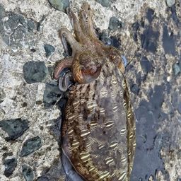 モンゴウイカ