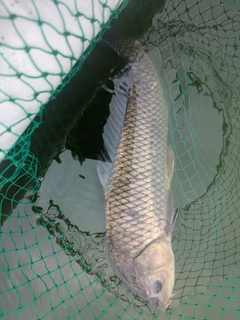 コイの釣果