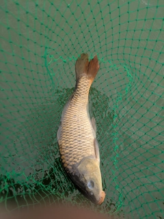 コイの釣果