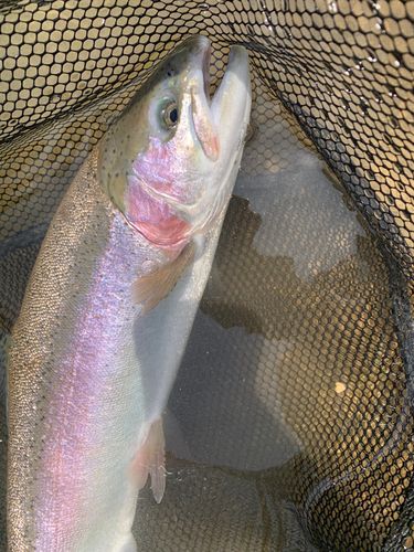 トラウトの釣果