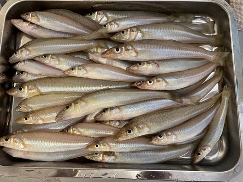 釣果