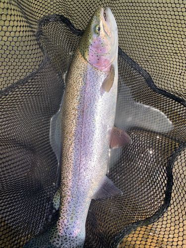 トラウトの釣果