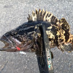 タケノコメバル