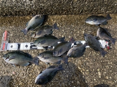グレの釣果