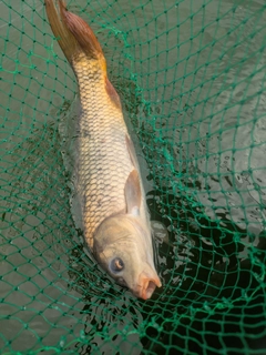 コイの釣果