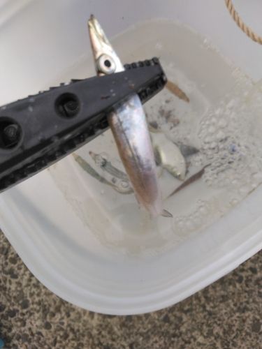 アカカマスの釣果