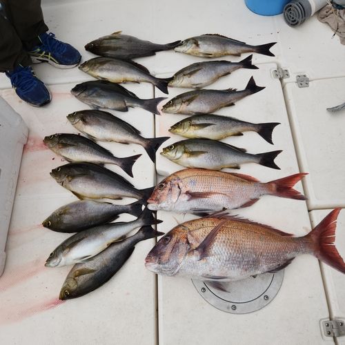 イサキの釣果