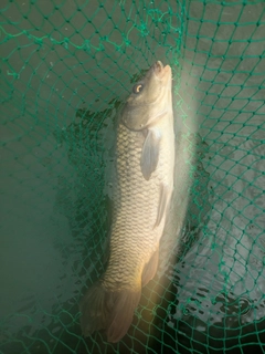 コイの釣果