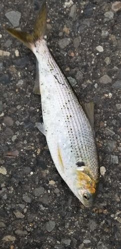 コノシロの釣果