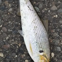 コノシロ