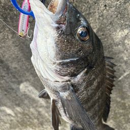 クロダイ