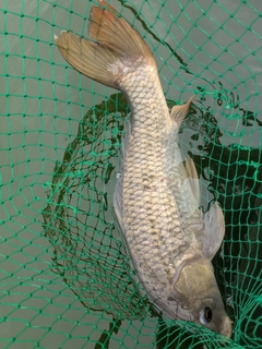 コイの釣果