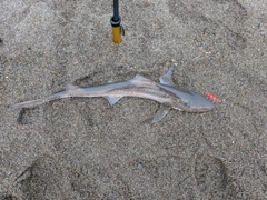 サメの釣果