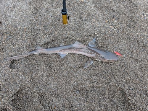サメの釣果