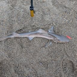 サメ
