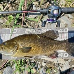 スモールマウスバス