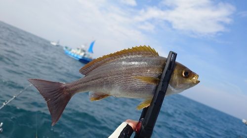 イサキの釣果