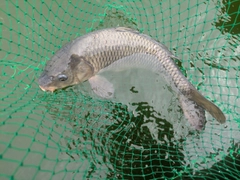 コイの釣果