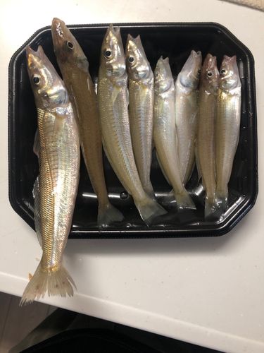 キスの釣果