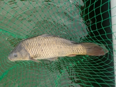 コイの釣果