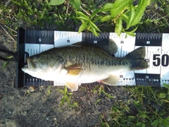 ブラックバスの釣果