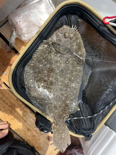 ヒラメの釣果