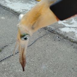 マメイカ