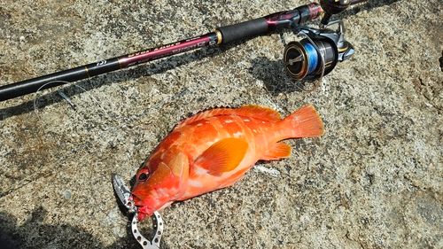 アカハタの釣果