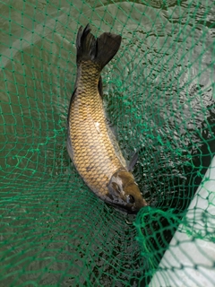 コイの釣果