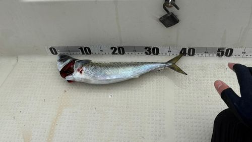 サバの釣果