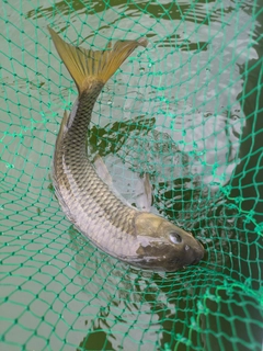 コイの釣果