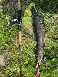 ライギョの釣果
