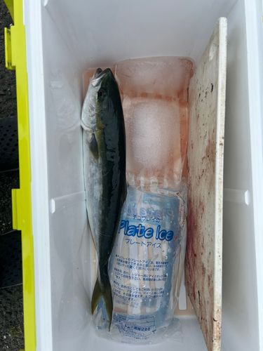 ヤズの釣果