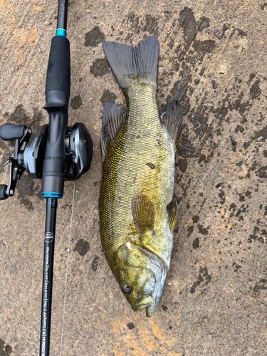 スモールマウスバスの釣果