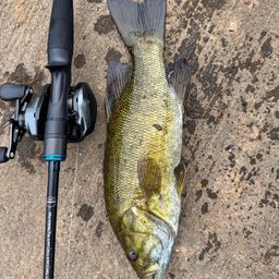 スモールマウスバス