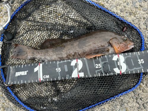 アイナメの釣果