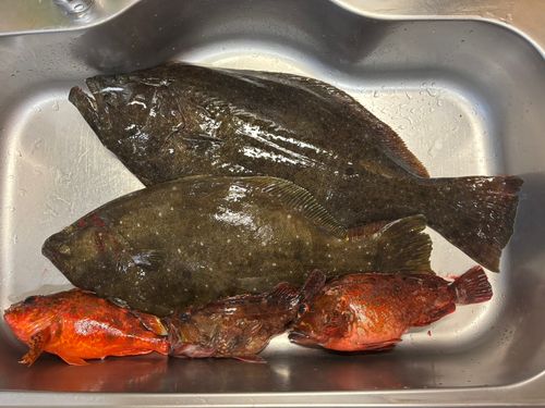 ヒラメの釣果