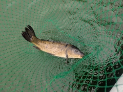 コイの釣果