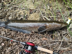 ライギョの釣果